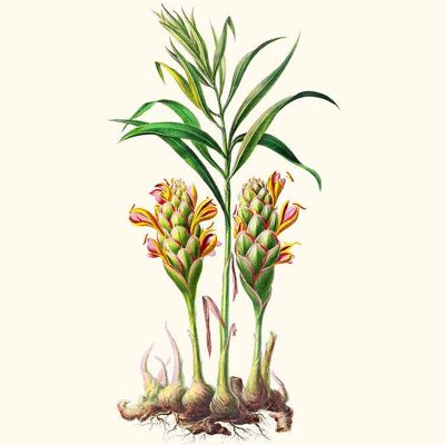 Ingwer – Flora of America