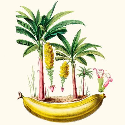 The dwarf banana tree - Flora of America