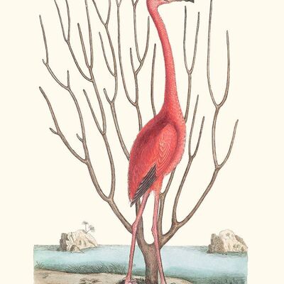 Bahamas-Flamingo
