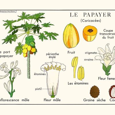 The papaya tree poster