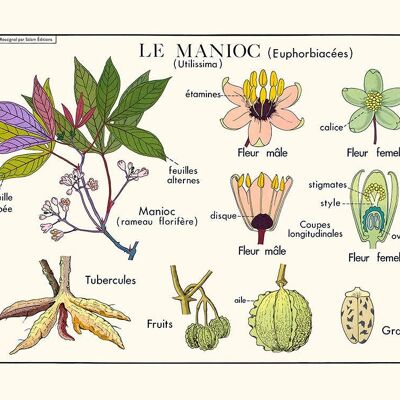 The manioc