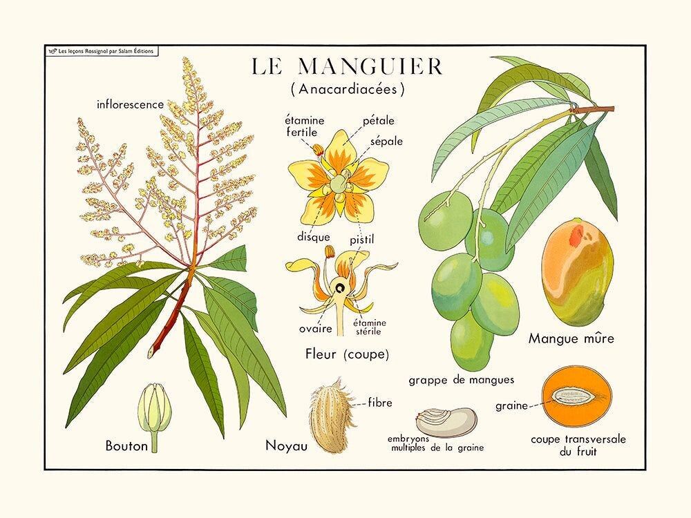 Poster Der Mangobaum