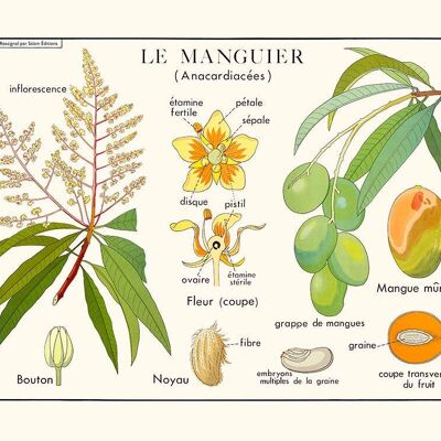 Le manguier