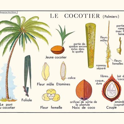 Le cocotier