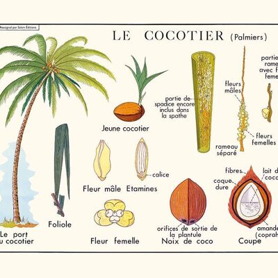 Poster The coconut tree