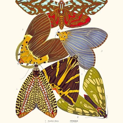 Butterflies Séguy PL14