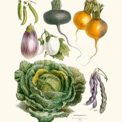 Ancient vegetables Vilmorin N21 Cabbage