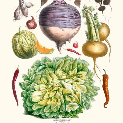 Uraltes Gemüse Vilmorin N24 Salat