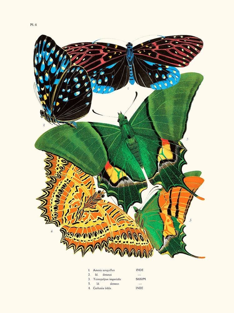Schmetterlinge Poster Séguy PL6