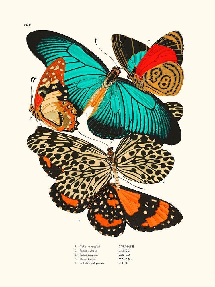 Poster Farfalle Séguy PL11