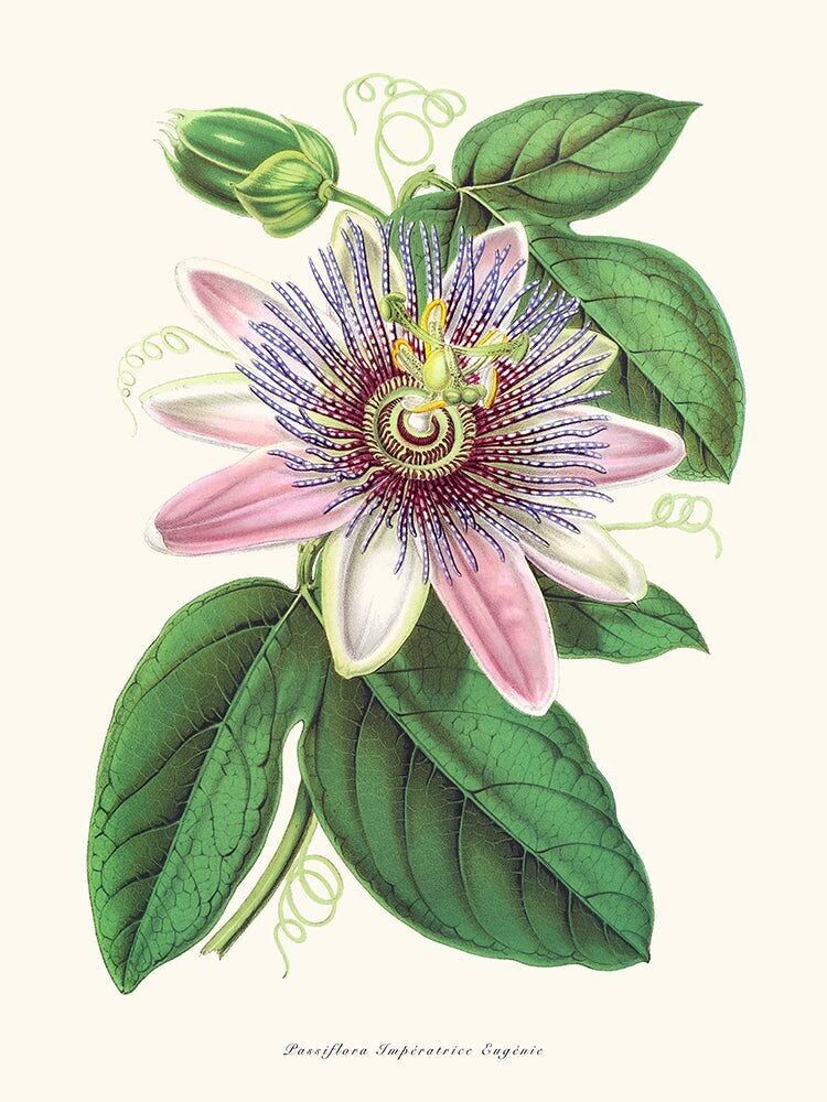 Affiche Passiflora Imperatrice Eugenie