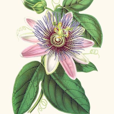 Passiflora Imperatrice Eugenia