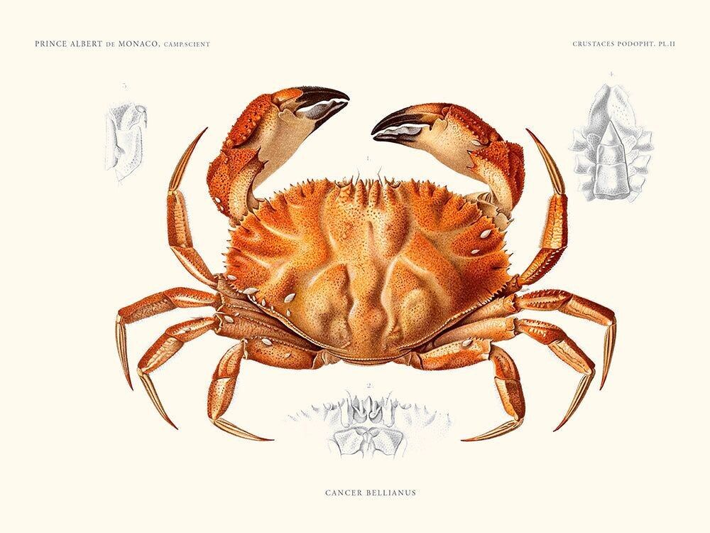 Manifesto del granchio