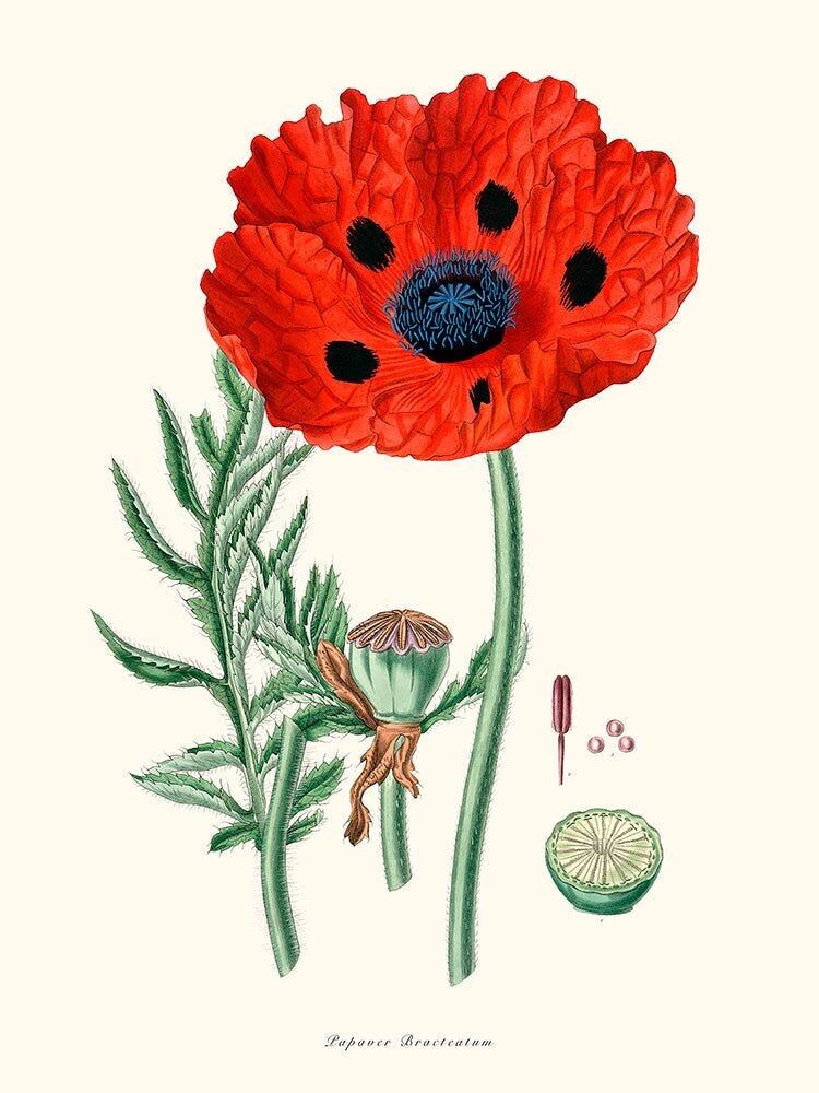 Poster Papaver Bracteatum (papavero bractato).
