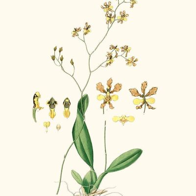 Oncidium Barbatum