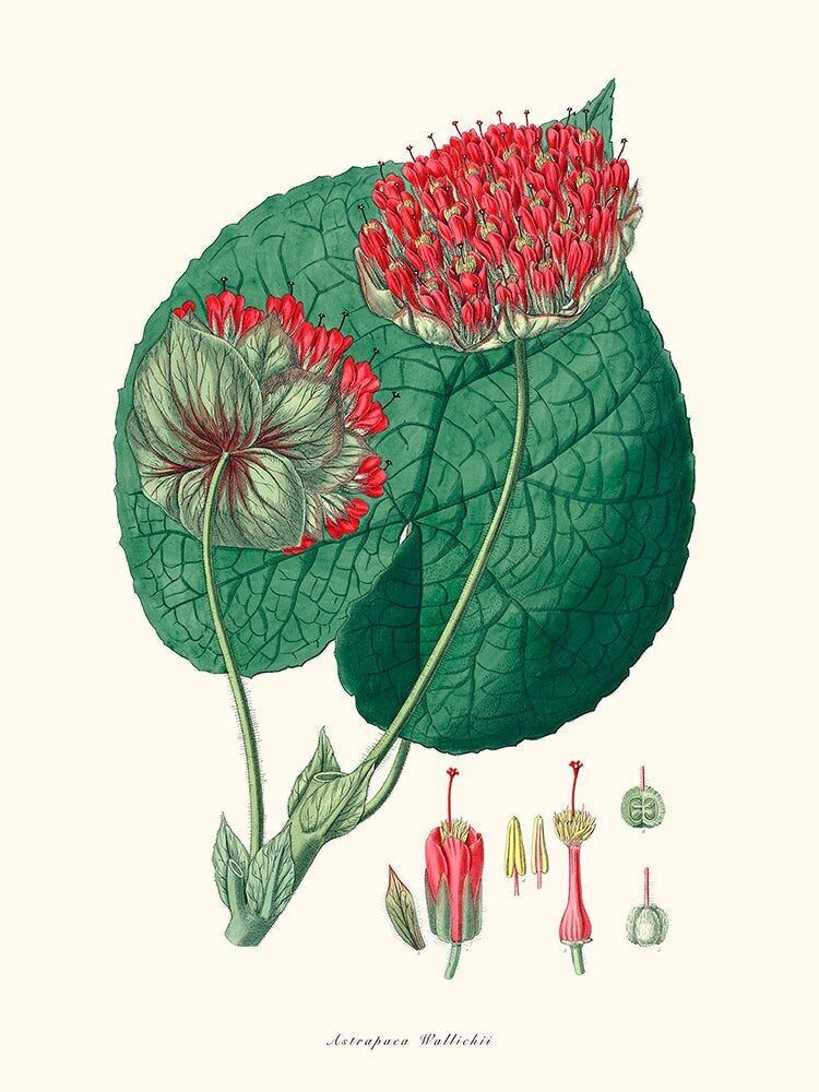 Poster di Astrapaea Wallichii