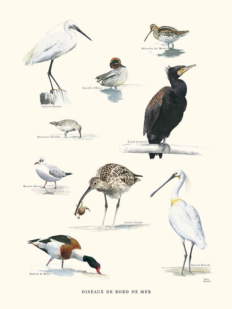 Poster Seaside birds watercolor by Sophie Bataille