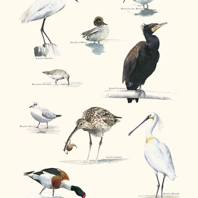 Watercolor seaside birds by Sophie Bataille