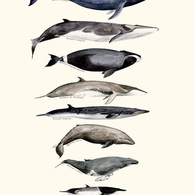 Ballenas barbadas en Sophie Bataille