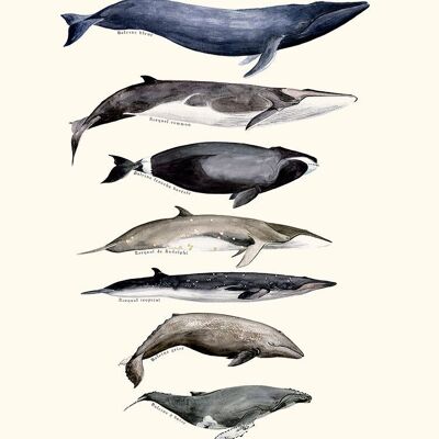 Baleines à fanons à Sophie Bataille