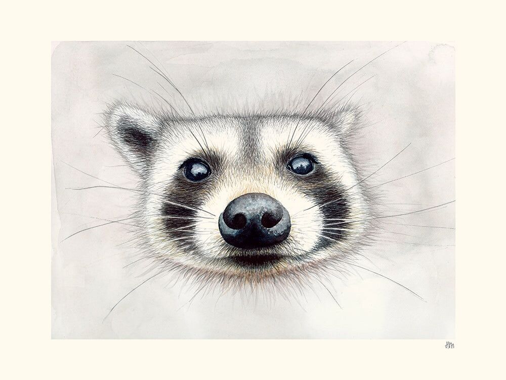 Raccoon Poster Helene Monfort