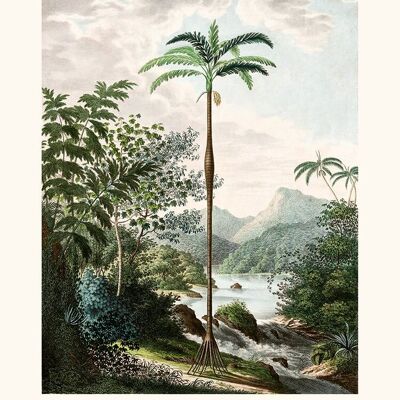 Iriartea ventricosa, Natural history of palm trees