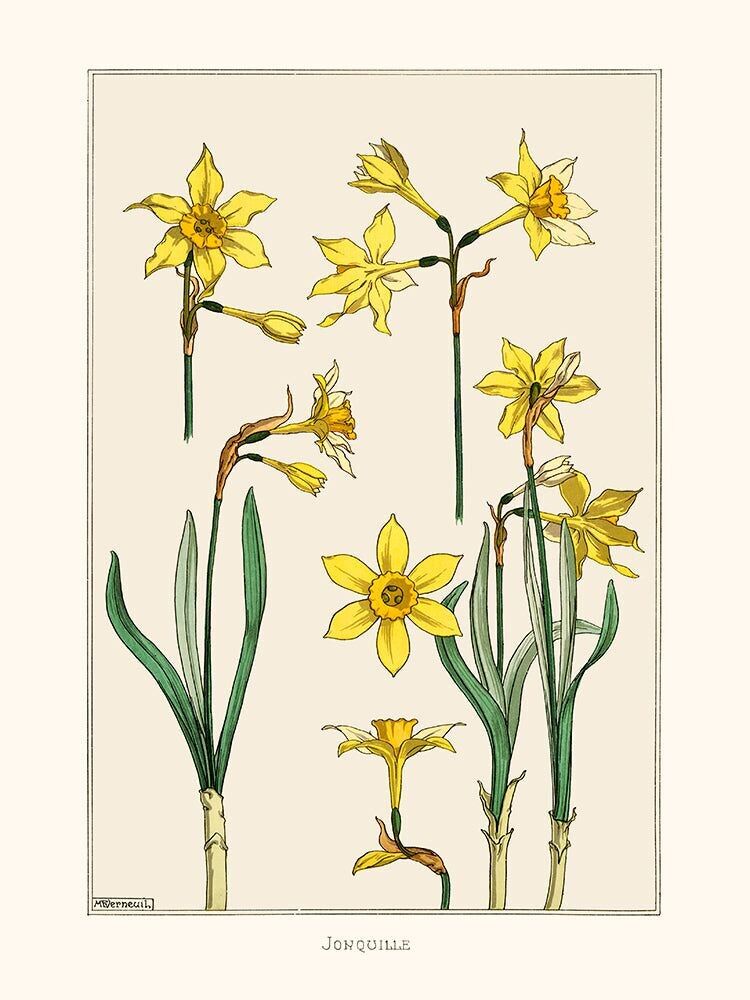 Poster HerrP Verneuil, Jonquille