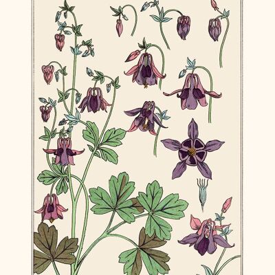 M.P Verneuil, Columbine