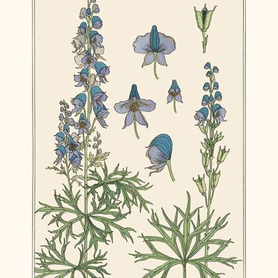 Mr.P Verneuil, Aconitum