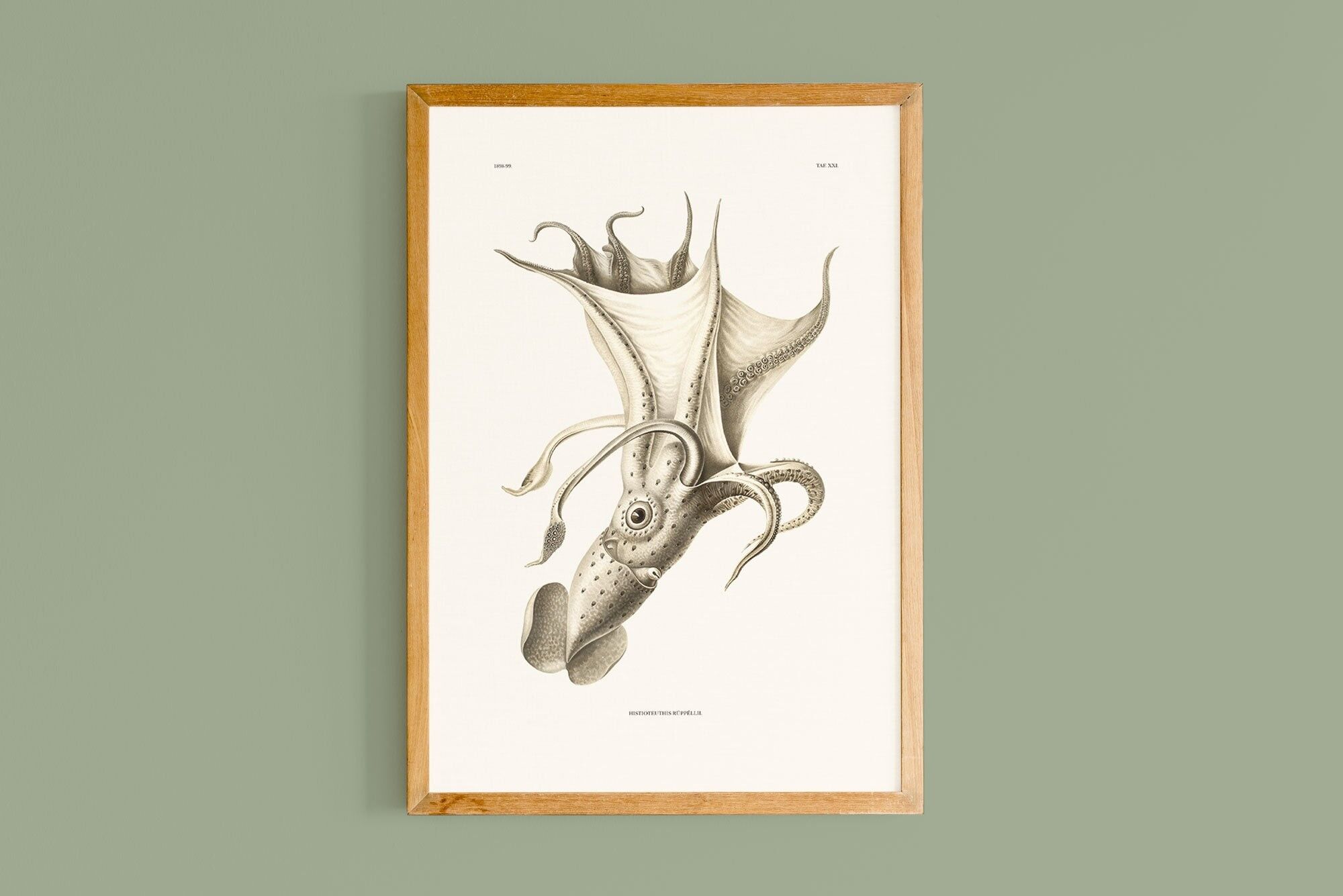 Cartel de Histioteuthis ruppellii