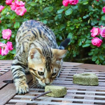 Baguette de vigne argentée et d'herbe à chat - Euphoria Stick Cat Face 6