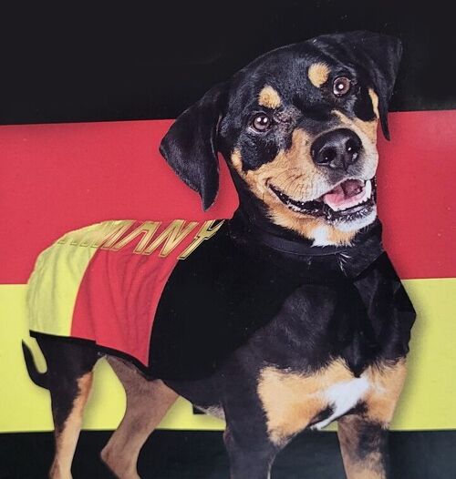 Pet products - dog costumes Germany size S and M