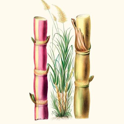 Sugar cane - Flora of America