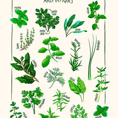 Aromatic plants Maud Peloq