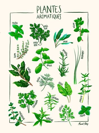 Plantes aromatiques Maud Peloq