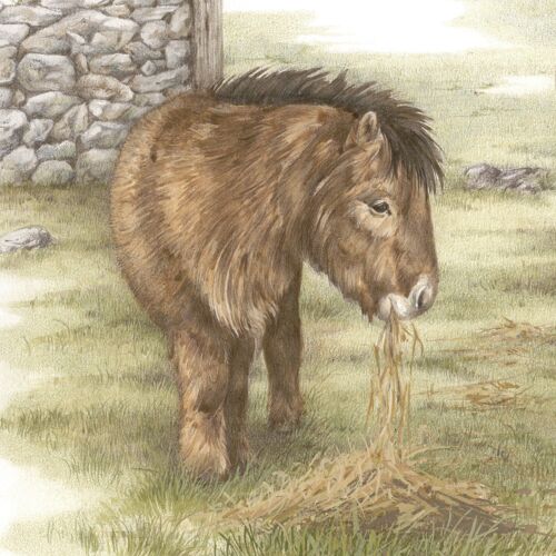 Vierkante kaart - En ook eindelijk een pony. Helemaal alleen aan het eten, de Shetlandpony. (paarden)
