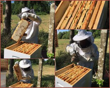 Miel de Printemps ou "caviar" (écologique et 100% naturel) 3