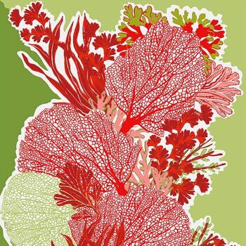 Pareo ou étole en coton motif corail couleur framboise et vert 2
