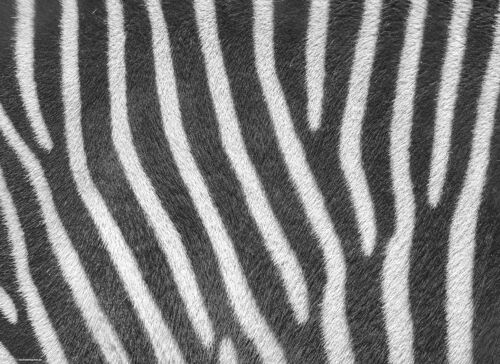 Tischsets I Platzsets abwaschbar - Zebra Muster
