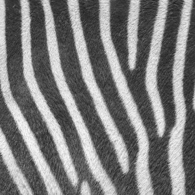 Placemats I washable placemats - zebra pattern