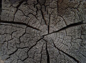Napperons I napperons lavables - texture bois souche d'arbre 1