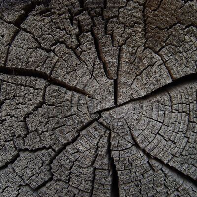 Napperons I napperons lavables - texture bois souche d'arbre