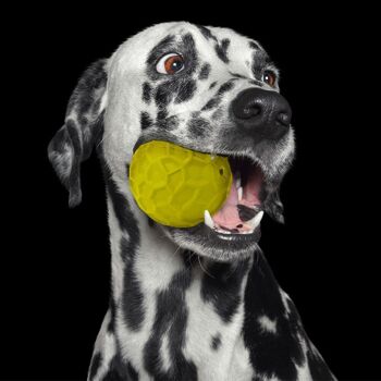 Balle jouet pour chien en caoutchouc naturel de couleurs assorties - Panton 6