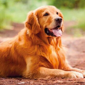 Shampoing pour chiens à poils roux dorés - Gill's Nuvola Dorata 4