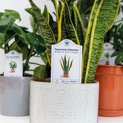 Etiquetas para el cuidado de las plantas de interior