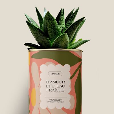 Liebe und frisches Wasser – Aloe / Kaktus