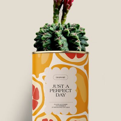 Solo una giornata perfetta - Aloe/Cactus