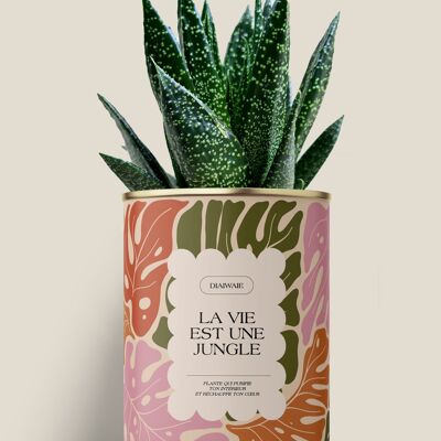 Das Leben ist ein Dschungel – Aloe/Kaktus