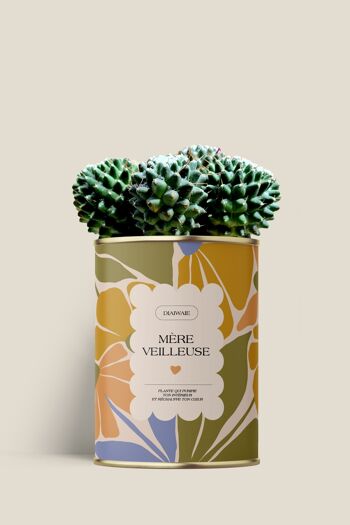Mère veilleuse - vert - Aloé/Cactus 2