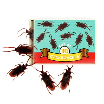 Box of 10 cockroaches